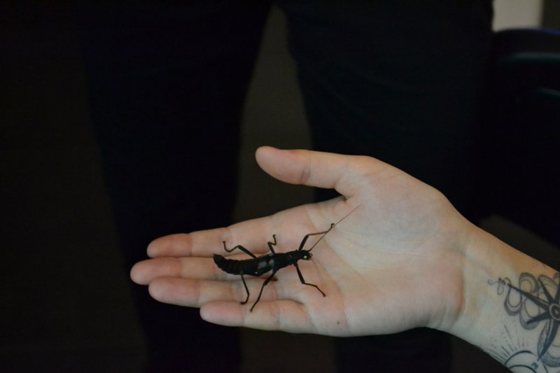 Фото к Лекторий «О науке»: в Санкт-Петербурге поговорили о самых многочисленных животных на Земле — насекомых