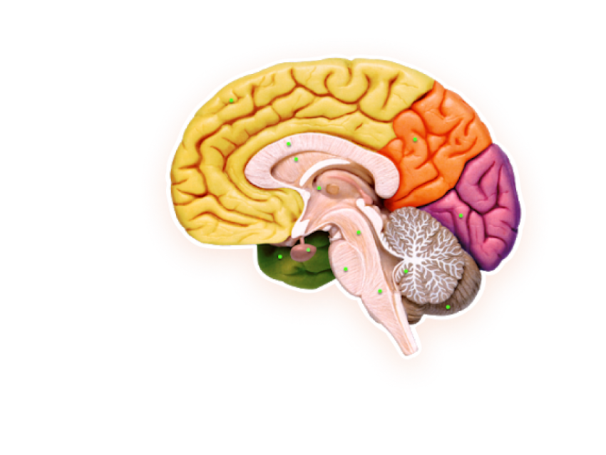 Головной мозг. Строение головного мозга без подписей. Изображение головного мозга человека. Структуры головного мозга. Мозг без подписей